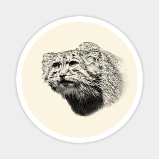 Manul-Pallas's cat Magnet